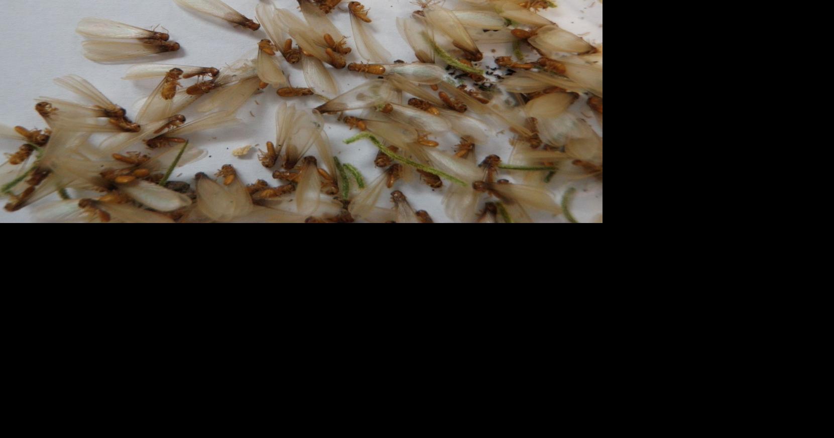 Flying termites are out in full force in SC. Here's how you can keep them from invading your home.