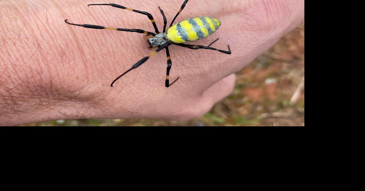 Jiminy Joros: This spider’s looks are more frightful than its bite, new research confirms