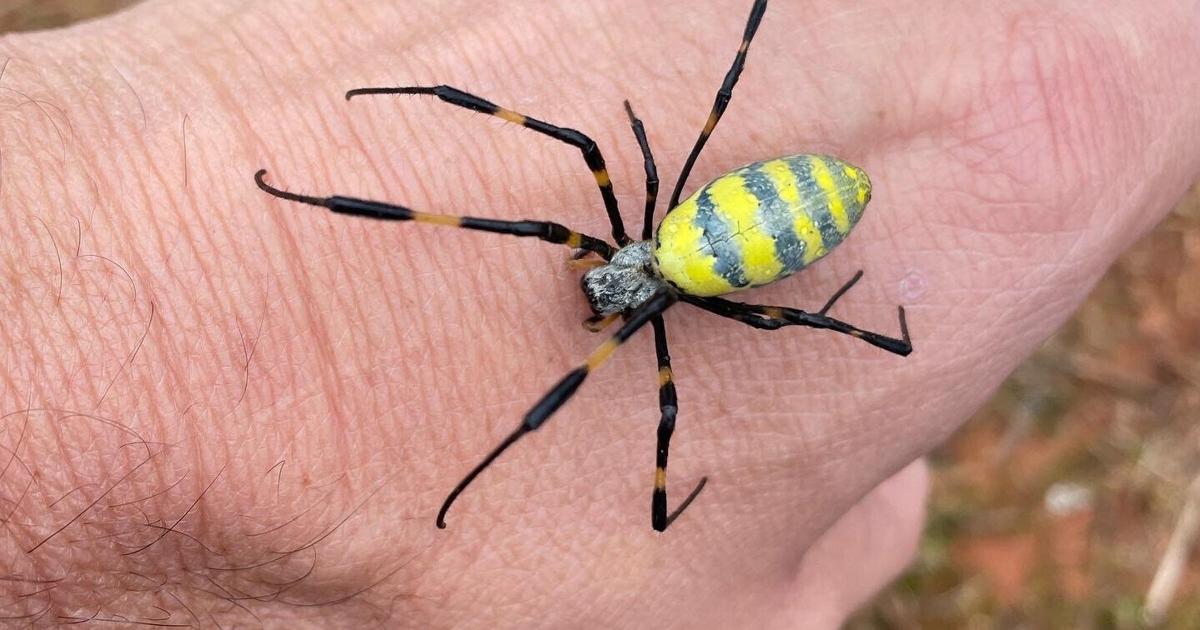 Jiminy Joros: This spider’s looks are more frightful than its bite, new research confirms