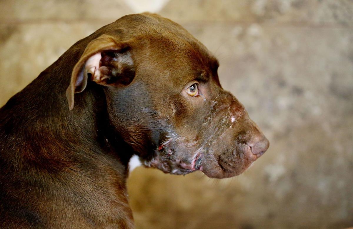 Caitlyn recovering at vet clinic