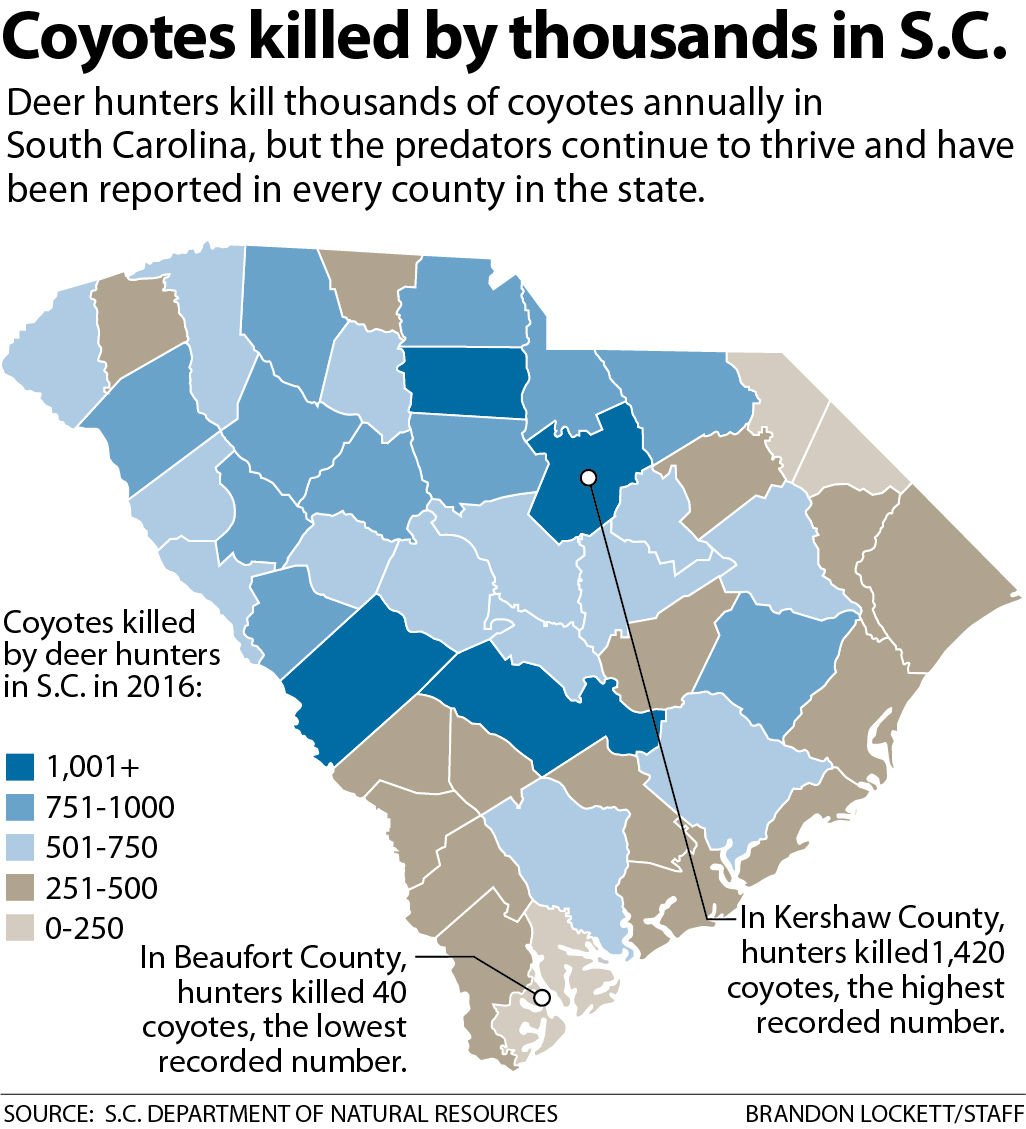 Coyotes flourish in South Carolina as some neighborhoods worry about