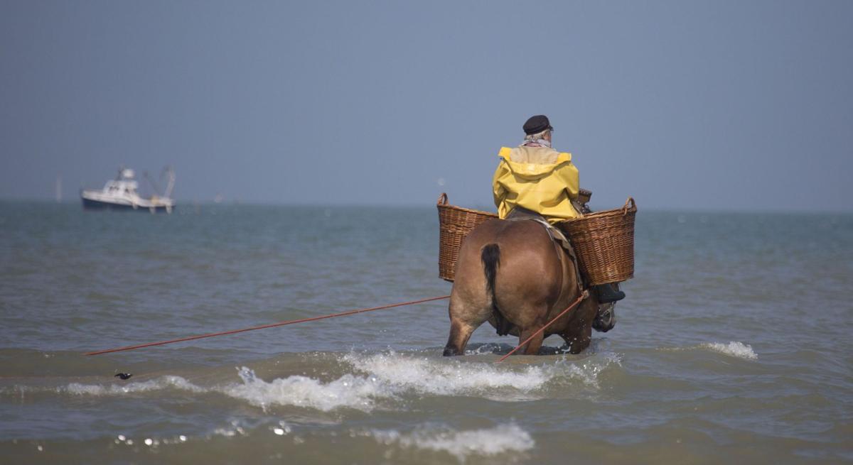 Shrimping on horseback
