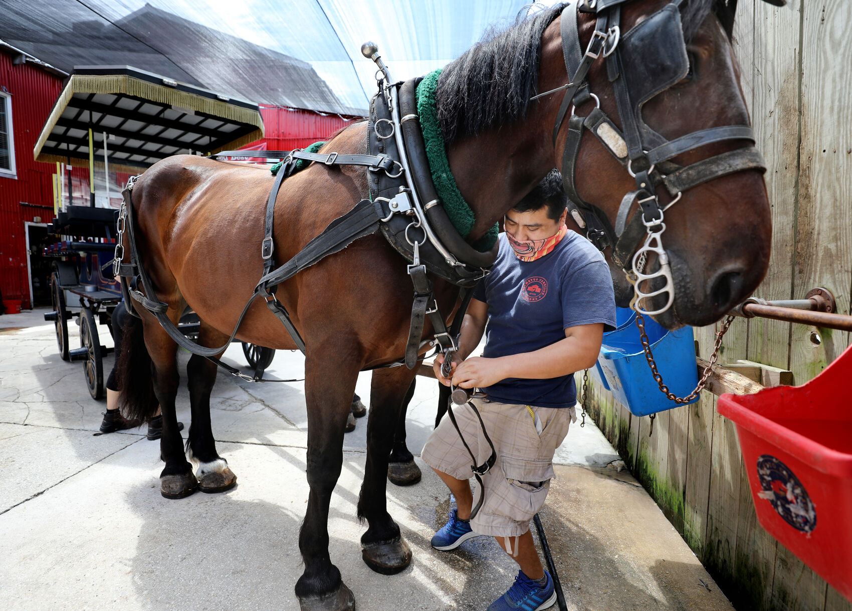 palmetto horse carriage tours