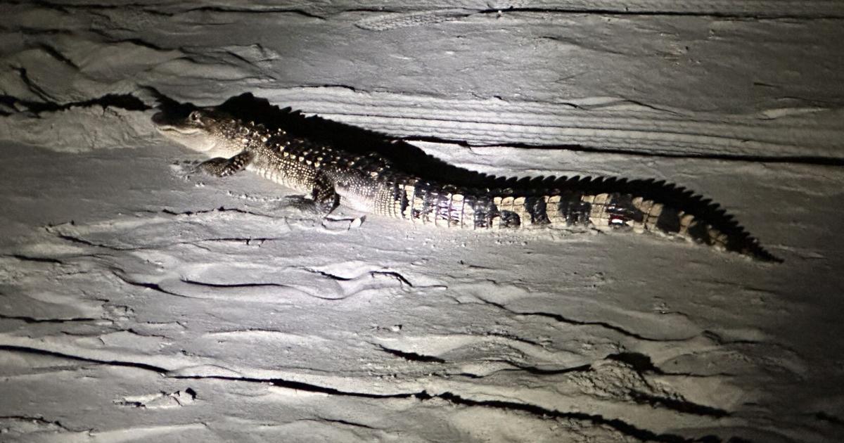 Gators on the beach in South Carolina? It's not that rare. Really they're just commuters.
