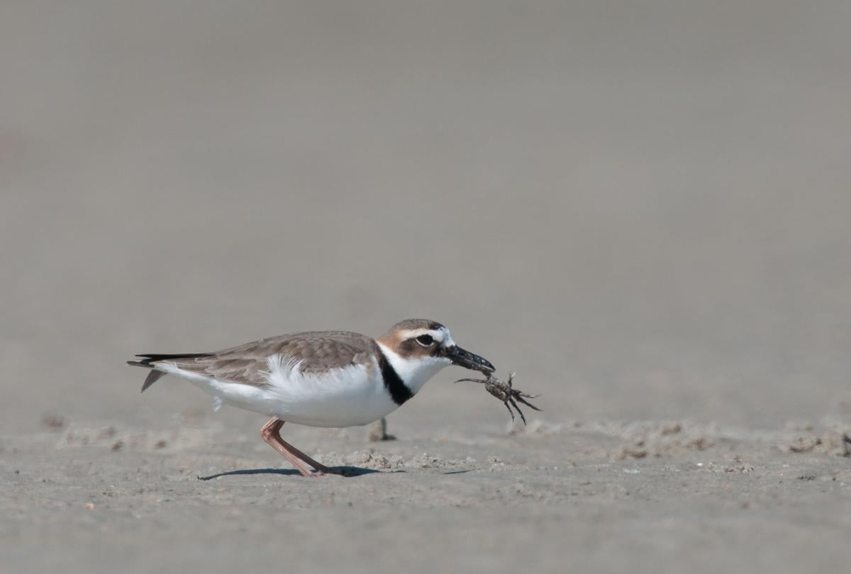 South Carolina S Nesting Sbirds Face Increased Threat As Beach South Carolina S Nesting Sbirds