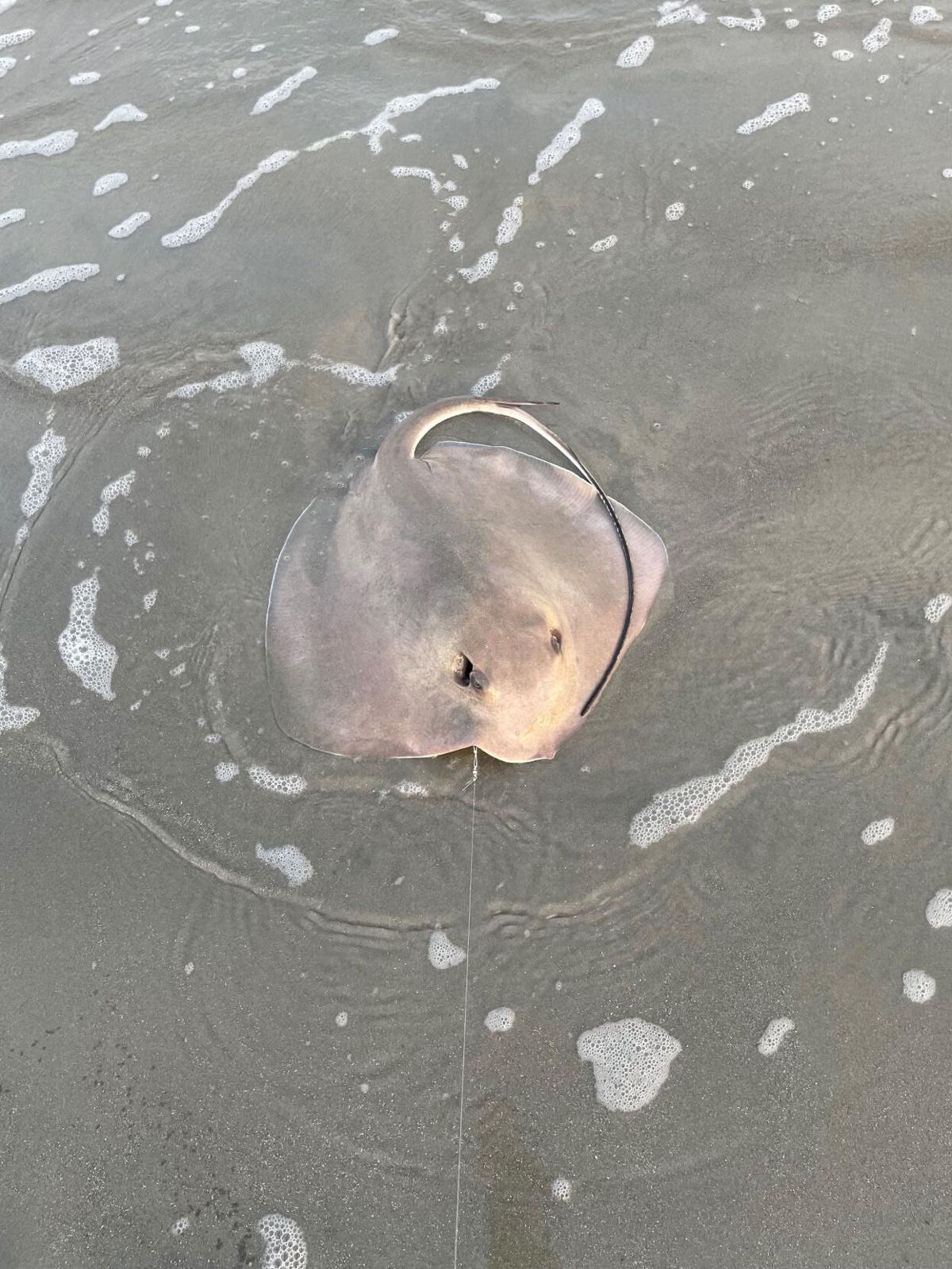 Shore fishers on Hilton Head pull up stingrays, strong feelings