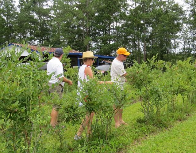 Lowcountry Blueberry Jam & Blueberry Festival in McClellanville