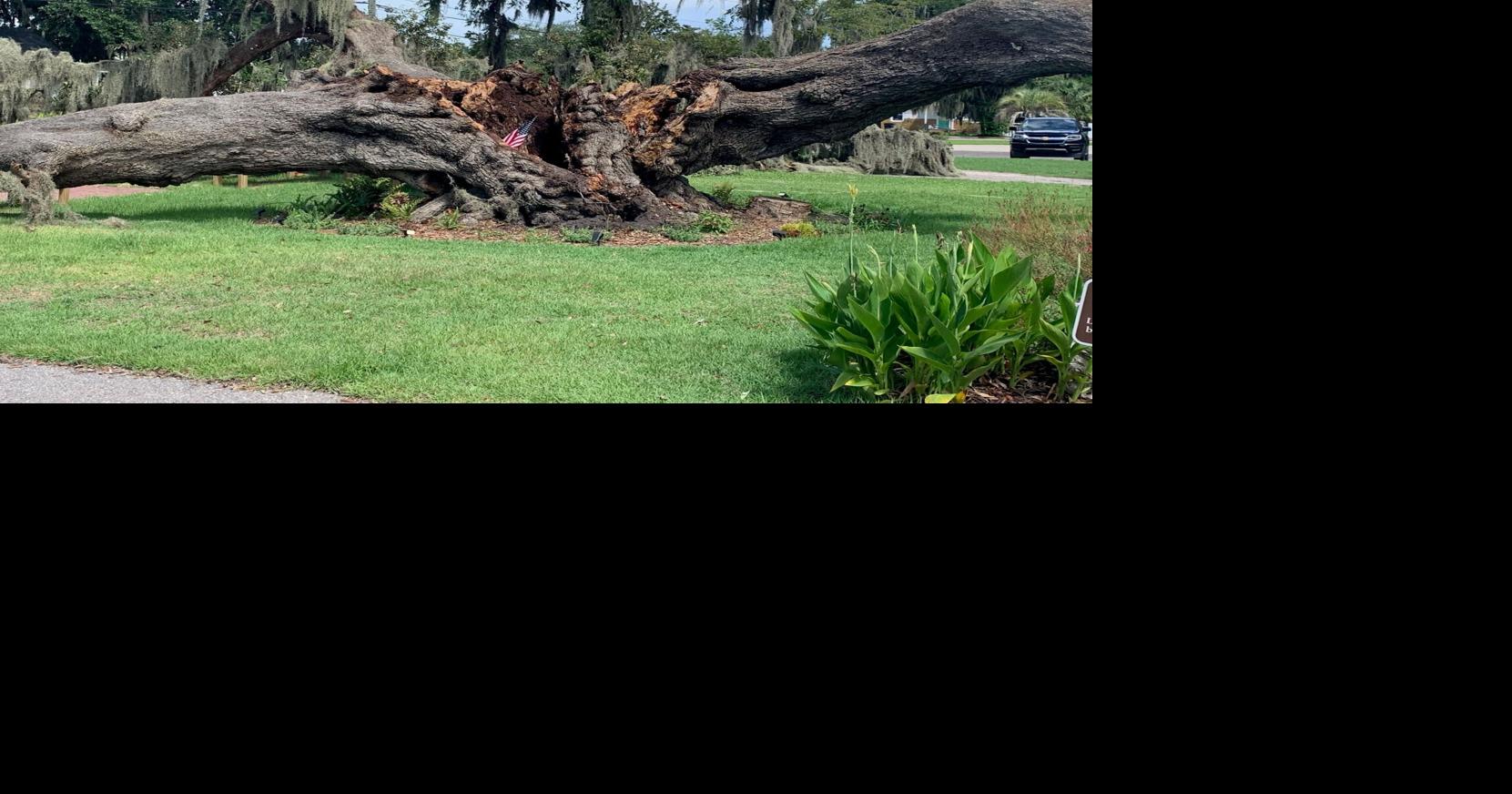 Civil War 'witness tree' by Pat Conroy Literary Center collapses fully after splitting earlier