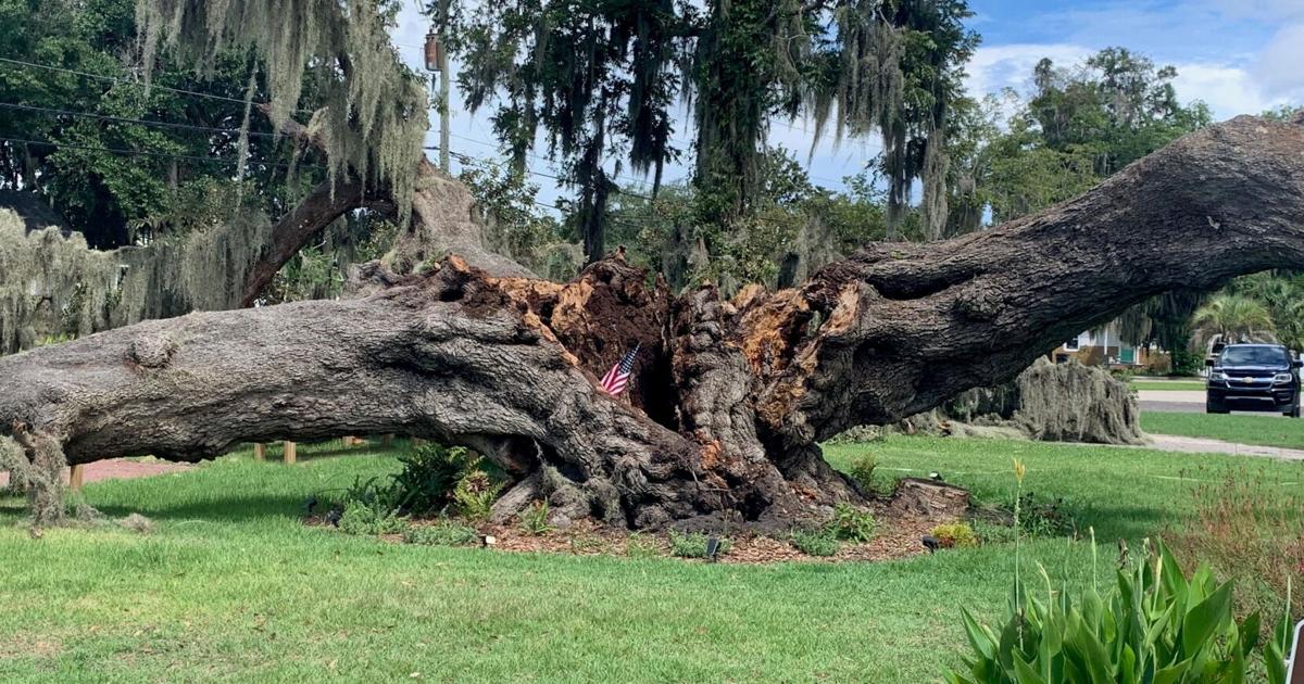 Civil War 'witness tree' by Pat Conroy Literary Center collapses fully after splitting earlier