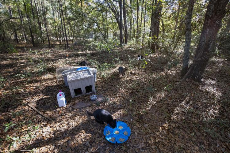Photos Volunteers care for feral cat colonies as part of "No Kill