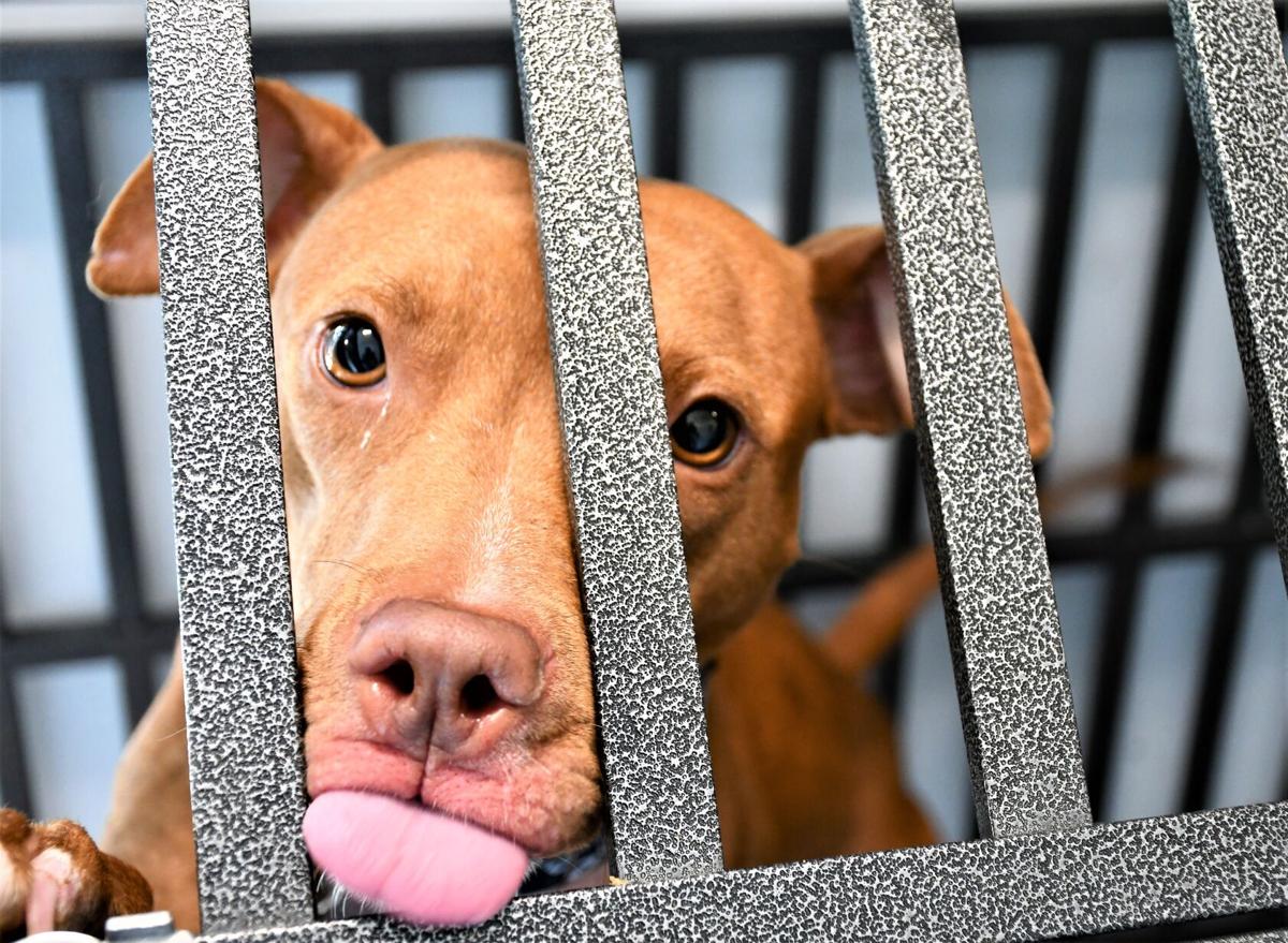 Lost or abandoned, numbers climb at animal shelters | News | Lost or abandoned, numbers climb at animal shelters | News |