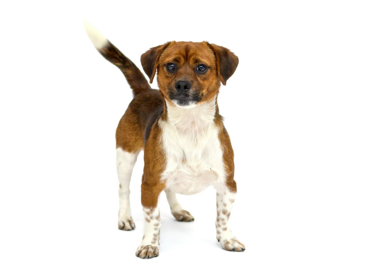 All4paws Pets Of The Week Community Postandcourier Com
