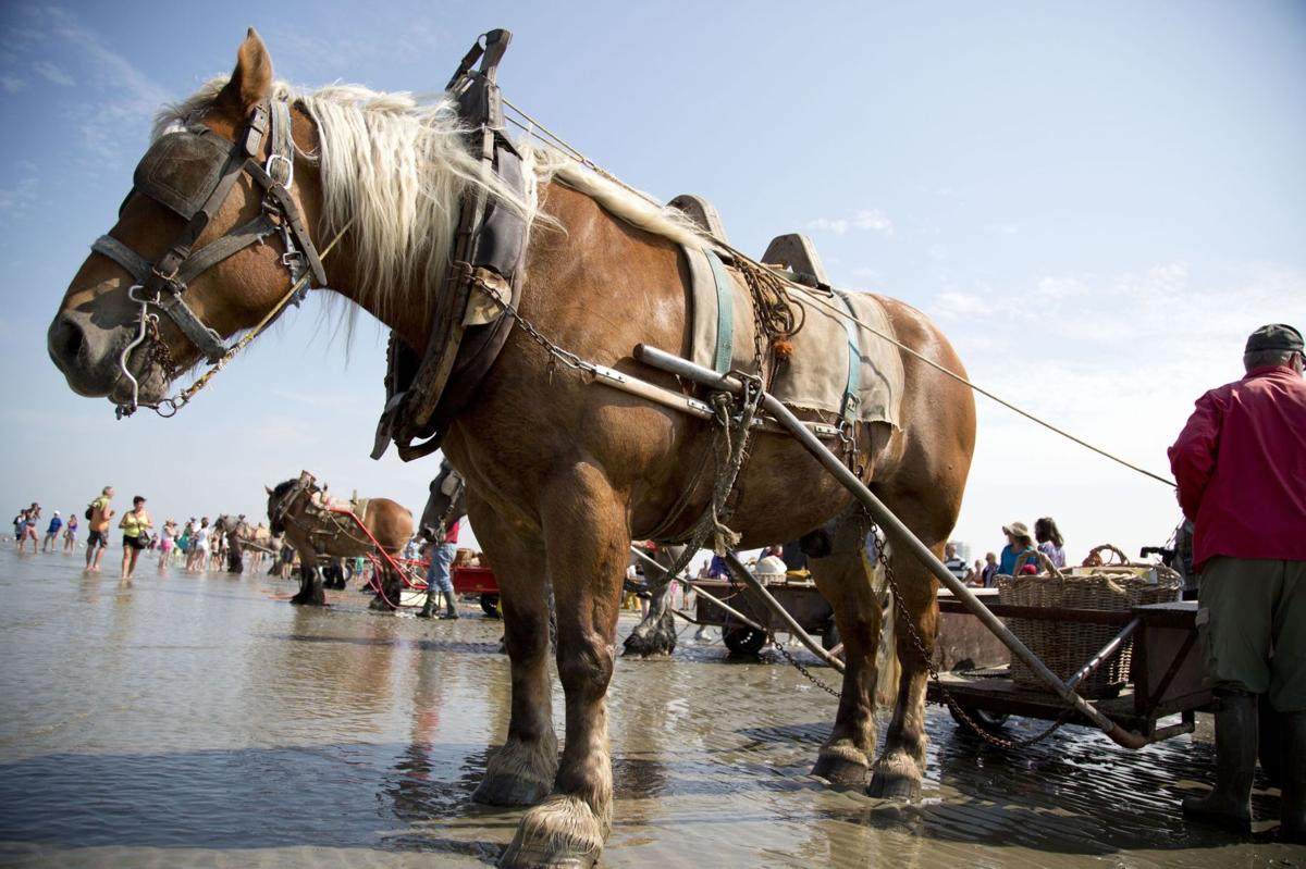 Shrimping on horseback