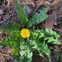 Horticulture Hotline: Ominous winter weeds