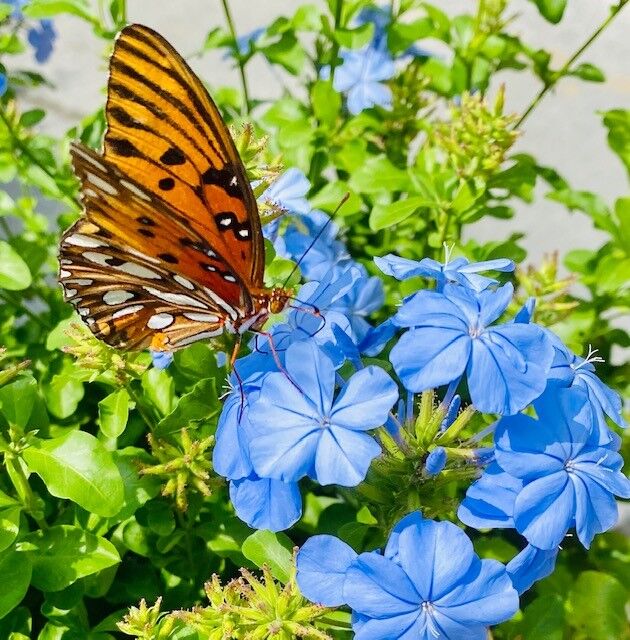 Butterfly in the garden