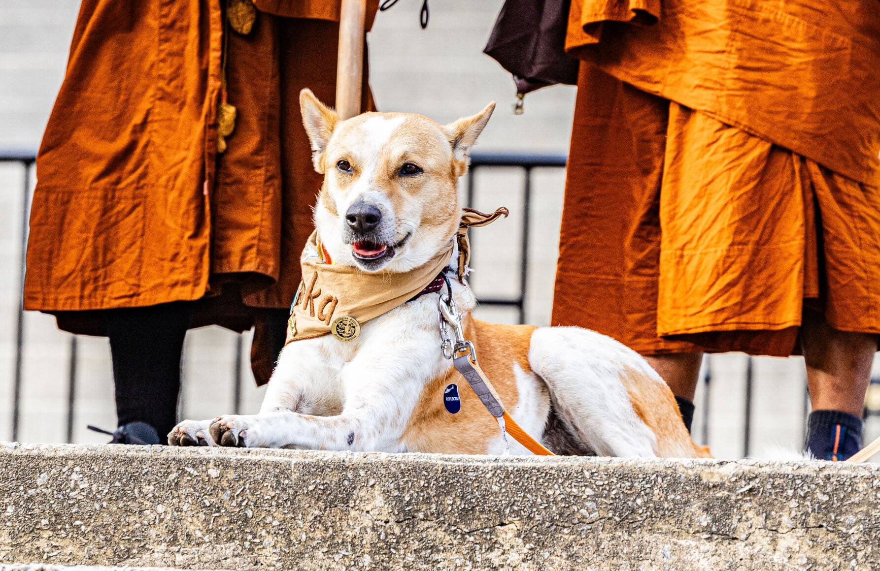 Monks Rescued Dog Monks’ rescue dog takes surgery pause from Walk for Peace