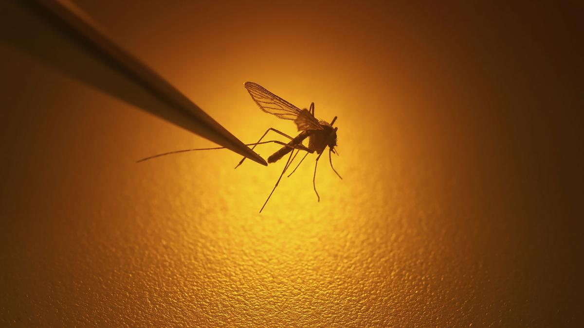 Sc Shows Hot Spot Stresses Of Warming Earth Mosquitoes Are