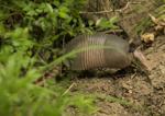 Armadillos have invaded the Lowcountry and are here to stay