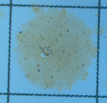 Microplastic sample (copy)