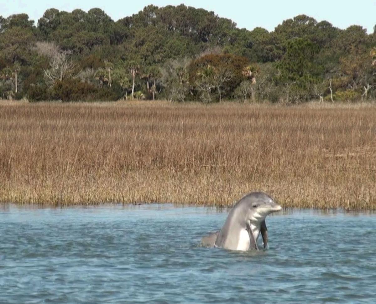 Rob-Gerlack Dolphins.bmp