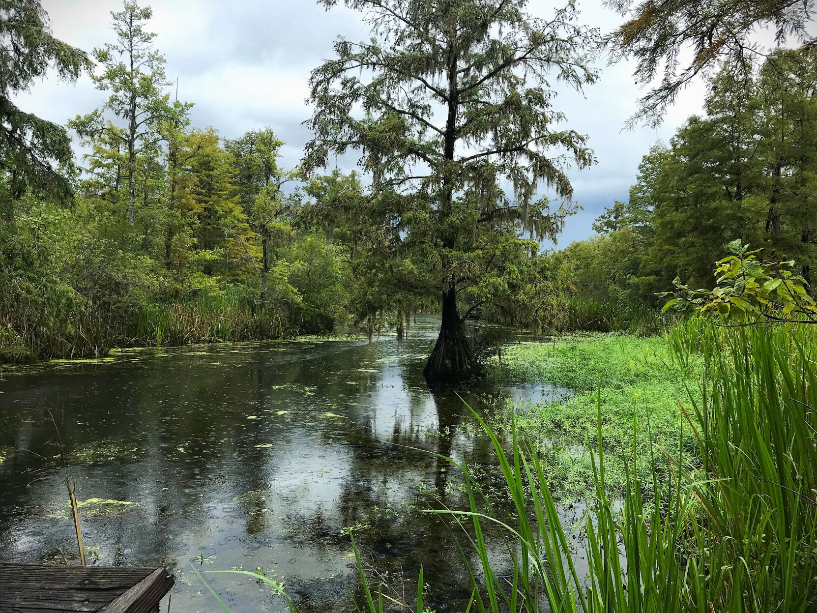 Beidler Forest deserves more though from Santee Cooper