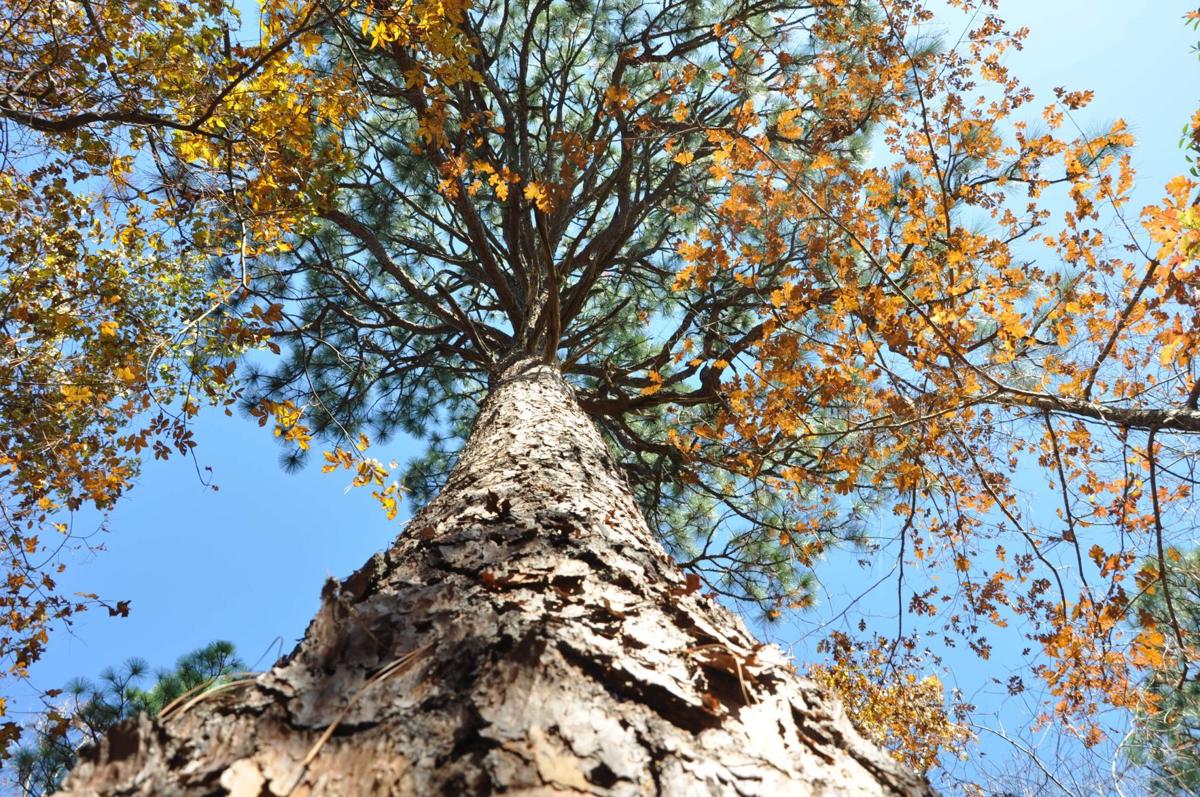 Hitchcock Woods home of national champion longleaf pine News