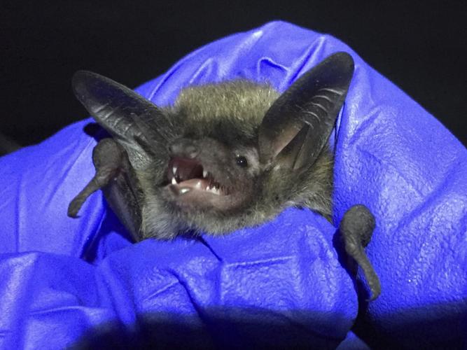 As Endangered Species Act turn 50, a battle for bats rev up Special