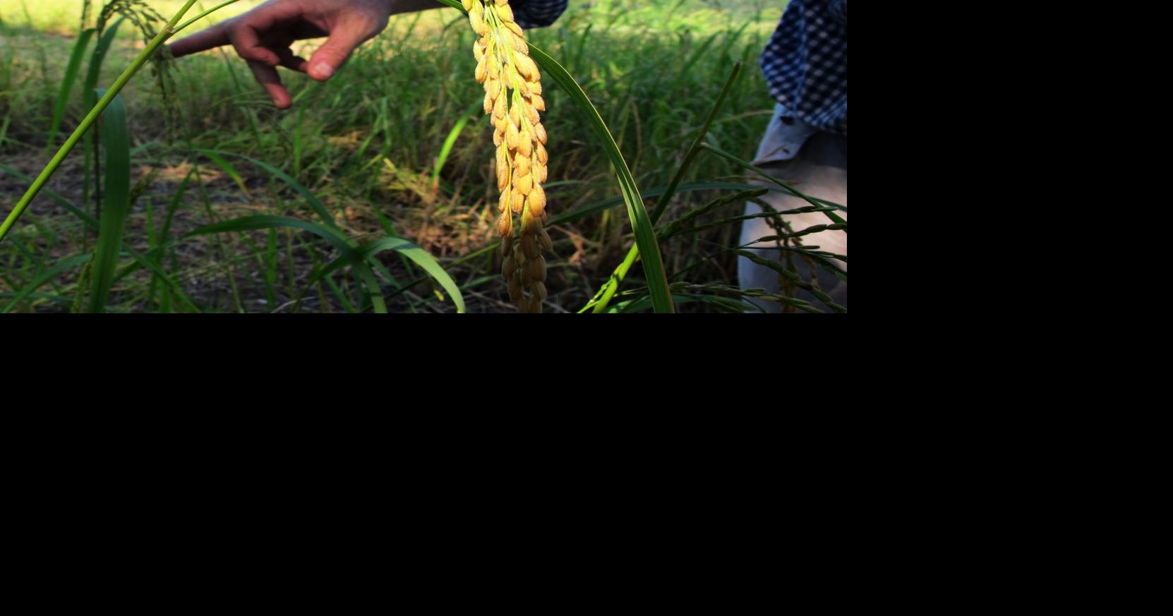 'Requiem for Rice' to commemorate 'unmourned' slaves | Arts and Travel ...