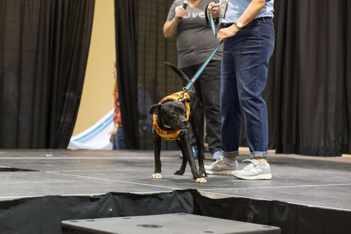 Pet Expo-October 14, 2017-893