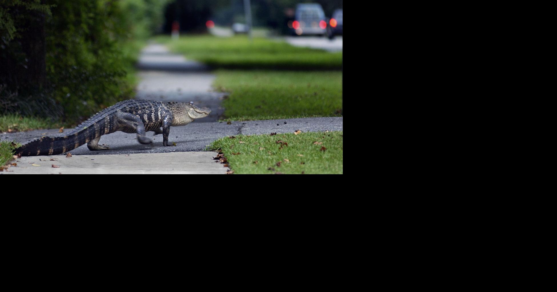 Alligatorcar collision deaths on I95 leads to lawsuit against SC DOT