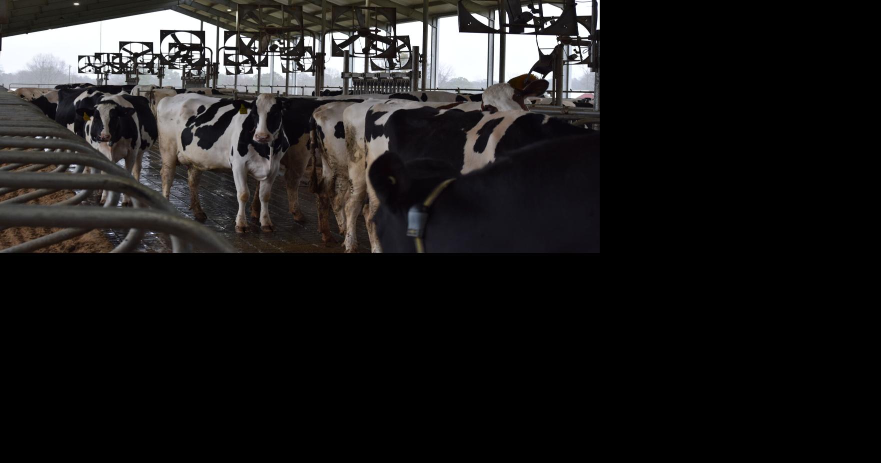 Hickory Hill Milk's robotic milkers provide comfort for cows