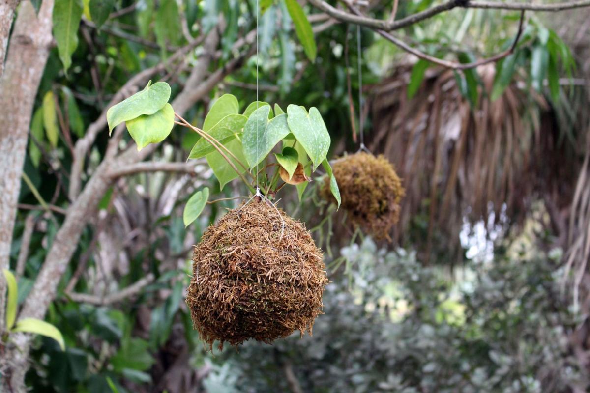 Japanese moss balls