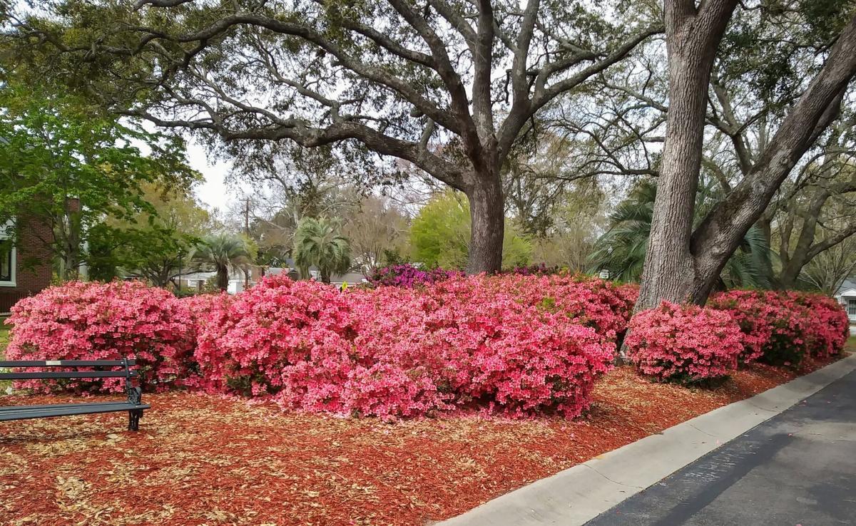 Azaleas
