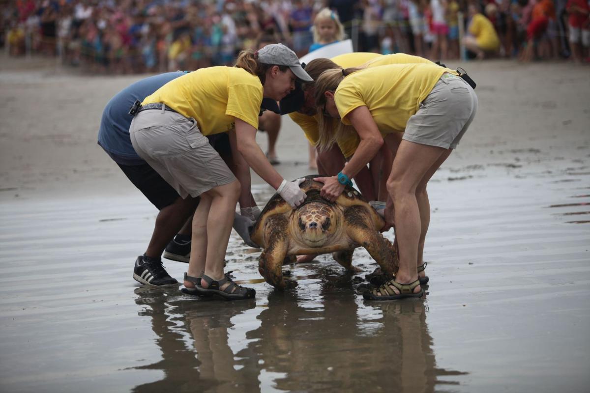 South Carolina Aquarium releases five loggerheads