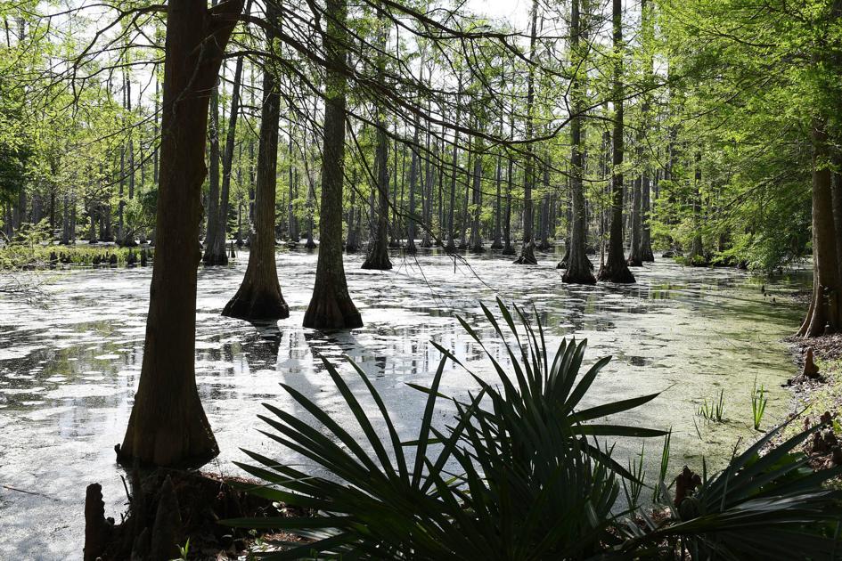 Cypress Gardens hosting first Halloween in the Swamp event since 2014