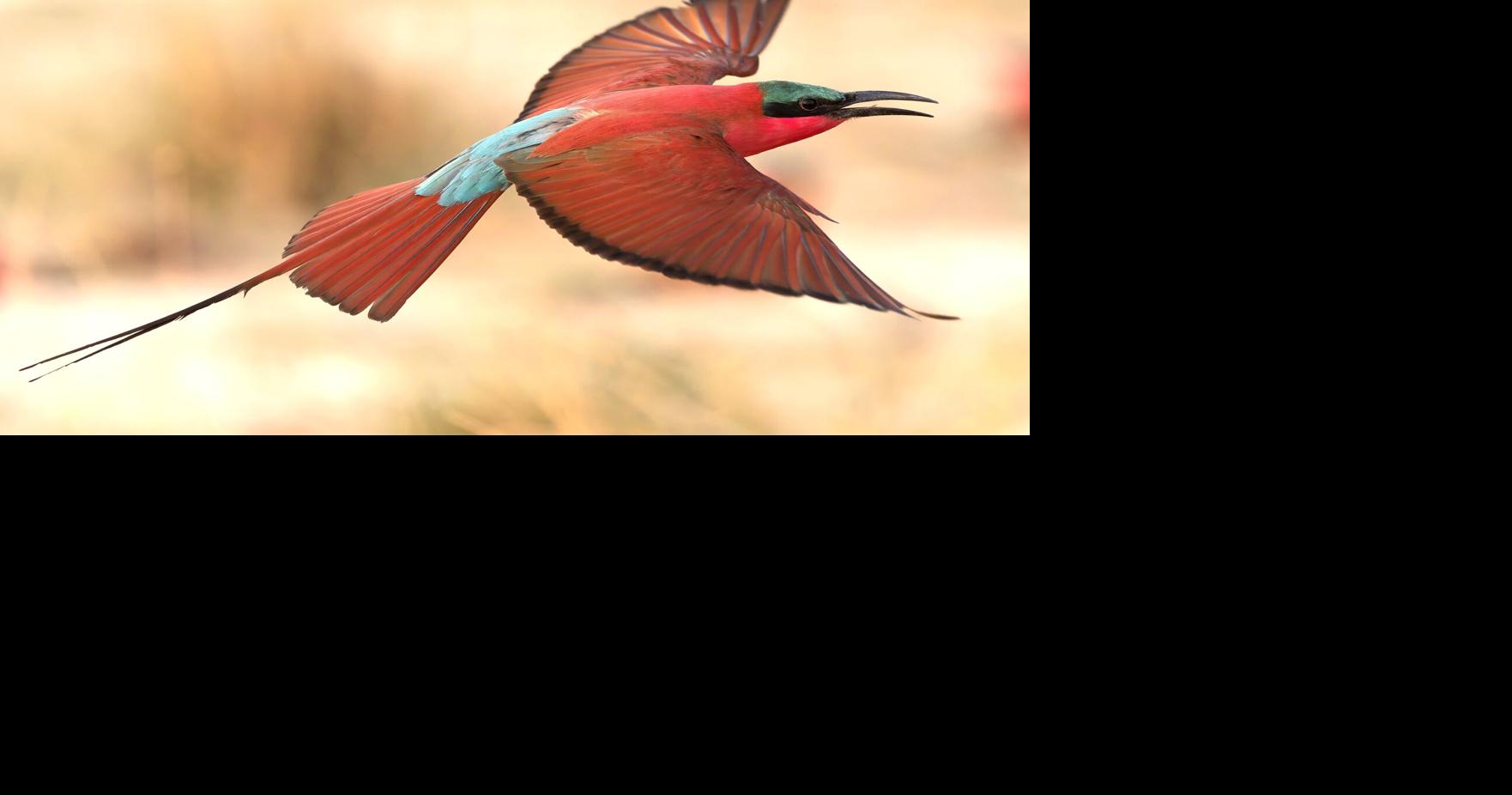 ECOVIEWS: Bee-eaters are unusual birds