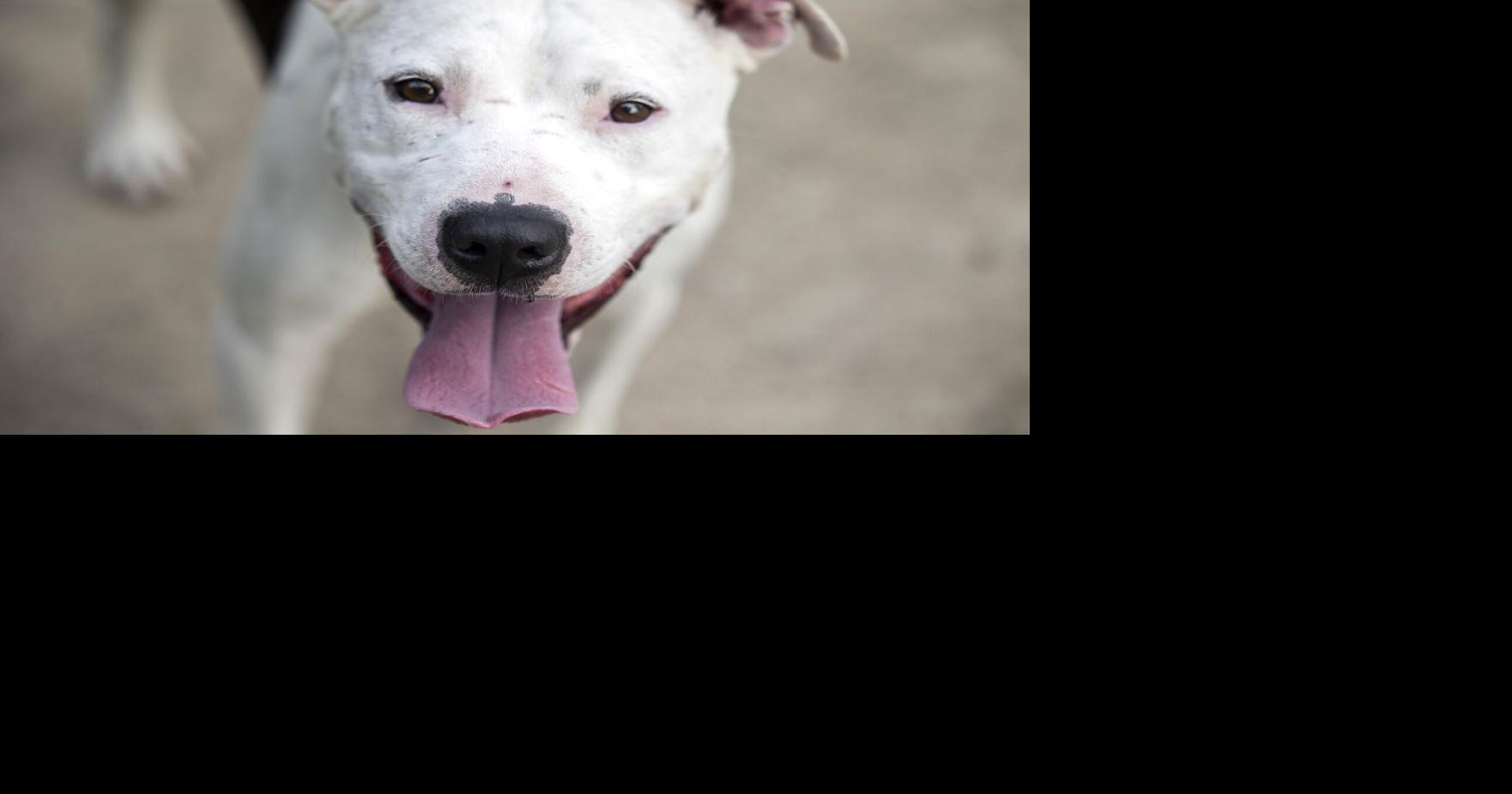 Charleston-area shelter seeks emergency fosters for 40 dogs after air conditioning breaks