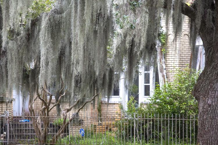 Spanish Moss: Pretty Parasite or What? - The Garden Buzz
