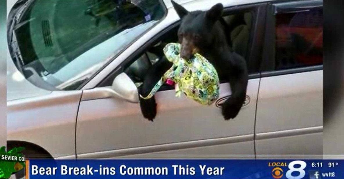 Struggling To Find Food Bears In Smoky Mountains Setting Their Sights On Cars Archives Postandcourier Com