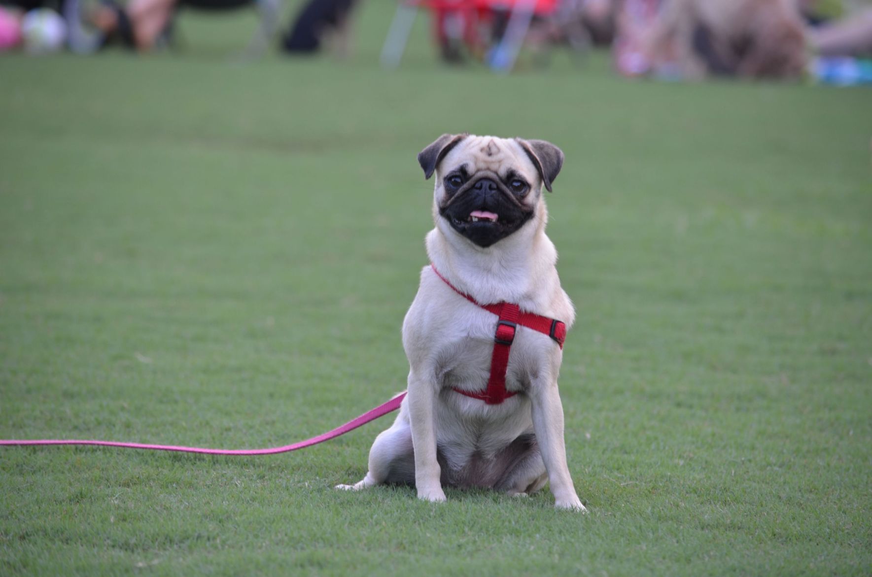 grain free diet dogs heart