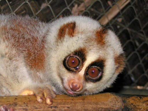International Primate Protection League