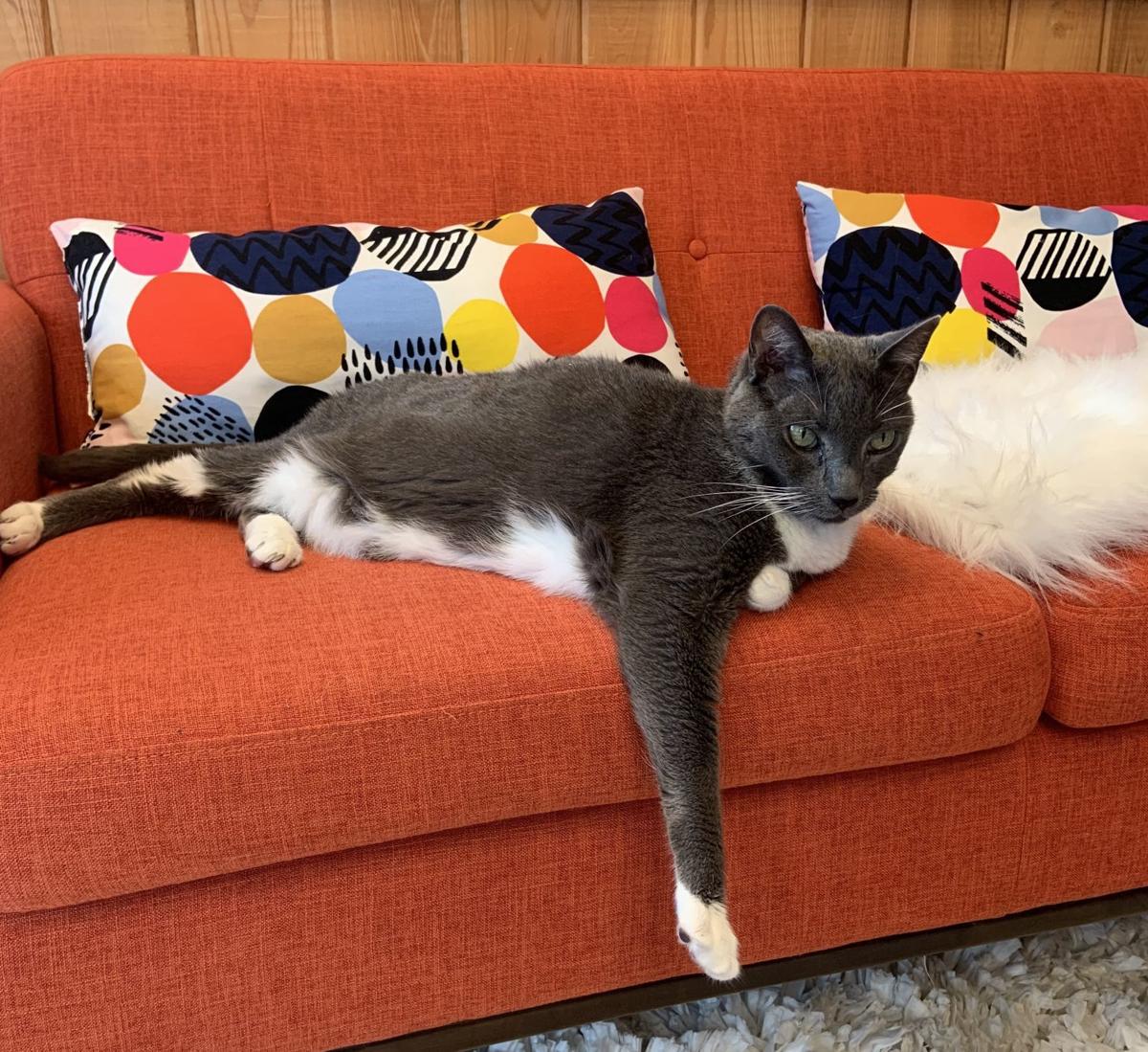 Purrrfect Setting Georgetown Cafe Serves Up Furry Friends News