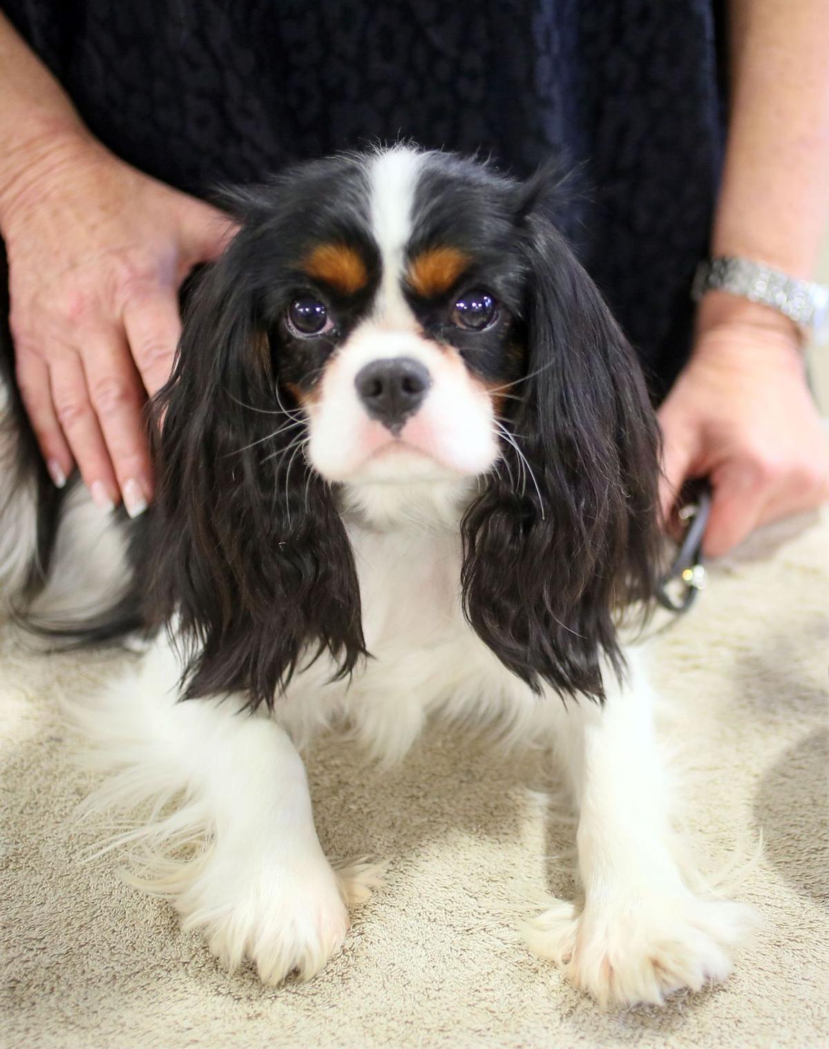 Charleston Kennel Club Dog Show Charleston Kennel Club Dog Show