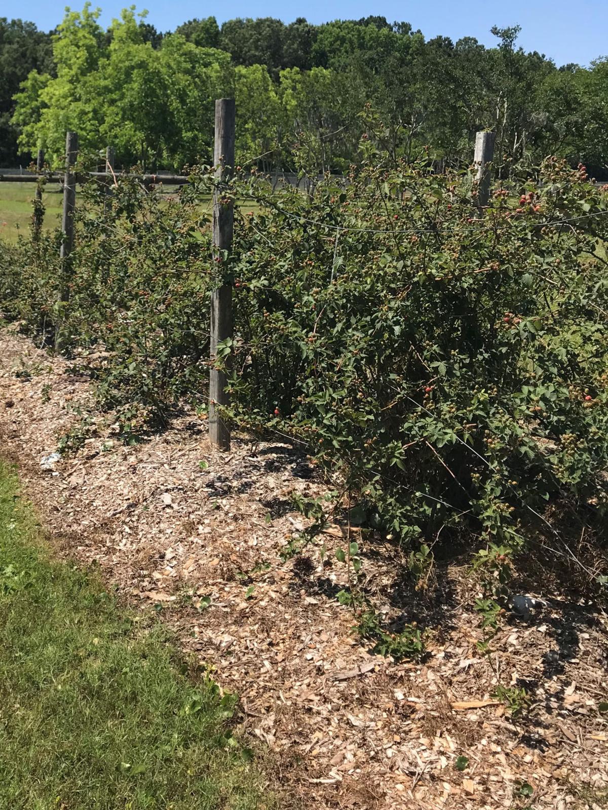 pix Do Blackberries Need Full Sun To Grow gardening blackberry plants are some