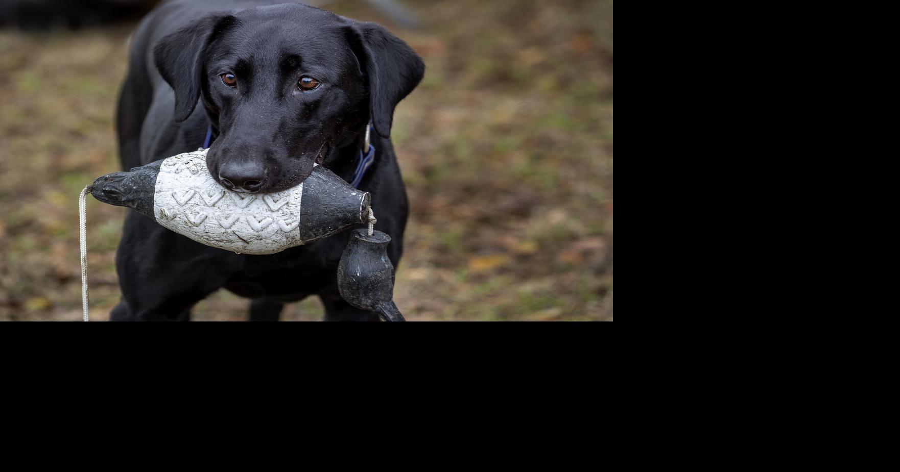 Dog treats sold in South Carolina recalled for fears of salmonella contamination, FDA says