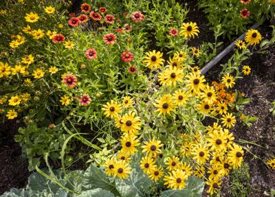Gardening column: Time to plant perennials