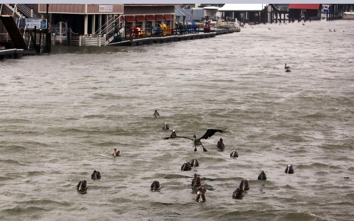pelicans storm hurricane irma.jpg