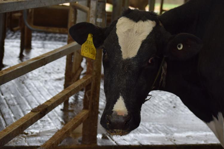 Hickory Hill Milk's robotic milkers provide comfort for cows