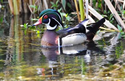 Calling Ducks Contest Calendar