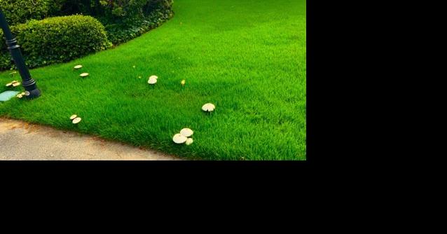 Horticulture Hotline: The heat is on
